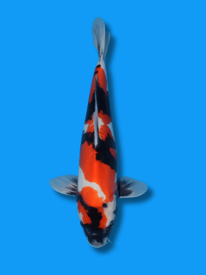 Doitsu Showa | Koi&Co.